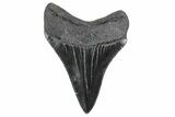 Serrated, Juvenile Megalodon Tooth - South Carolina #370426-1